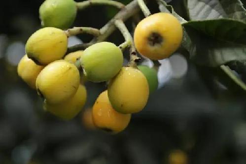 花兒美 枇杷香 甘蔗甜 墨脫農(nóng)家小院就是你理想中的田園生活