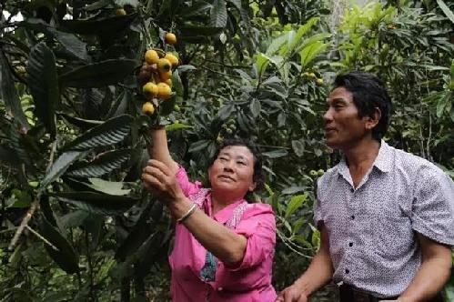 花兒美 枇杷香 甘蔗甜 墨脫農(nóng)家小院就是你理想中的田園生活