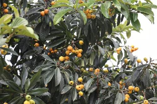 花兒美 枇杷香 甘蔗甜 墨脫農(nóng)家小院就是你理想中的田園生活