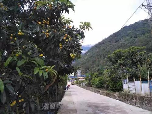 花兒美 枇杷香 甘蔗甜 墨脫農(nóng)家小院就是你理想中的田園生活