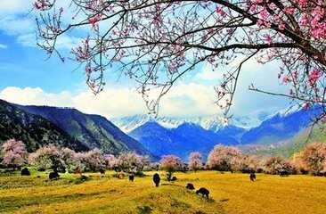 西藏米林縣娘龍村集體創(chuàng)業(yè)小記：攜手共進(jìn)奔小康