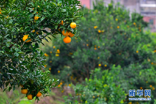 重慶齊圣：一個(gè)貧困村的蛻變