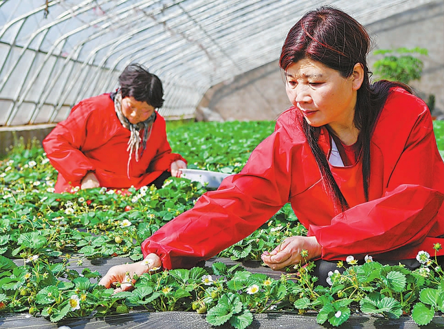 就業(yè)優(yōu)先 釋放新活力——進(jìn)一步引導(dǎo)鼓勵(lì)高校畢業(yè)生到基層工作