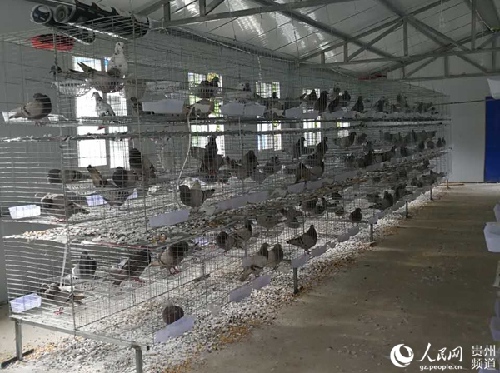 貴州惠水：為創(chuàng)業(yè)者的夢(mèng)想插上一雙翅膀