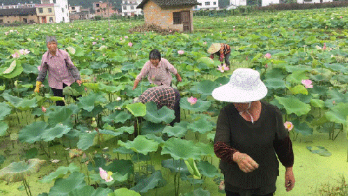 江西崇義:圍繞產(chǎn)業(yè)發(fā)展促就業(yè)做好扶貧工作 江西崇義:圍繞產(chǎn)業(yè)發(fā)展促就業(yè)做好扶貧工作