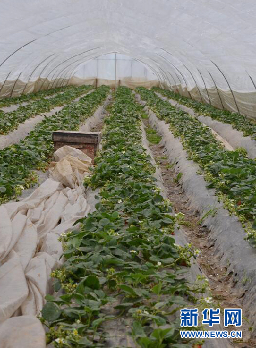 由'輸血'變'造血'--安徽鳳陽東陵村產(chǎn)業(yè)扶貧見成效