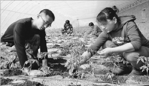 黑龍江省克東縣：80后夫妻返鄉(xiāng)創(chuàng)業(yè)做新型農(nóng)民