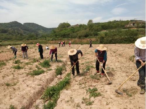 安徽廬江：“新茶農(nóng)”撬動農(nóng)村電商 帶動鄉(xiāng)村振興