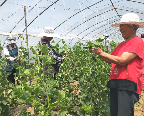 山東郯城:返鄉(xiāng)創(chuàng)業(yè)兩興旺村內(nèi)老人跟“沾光” 山東郯城:返鄉(xiāng)創(chuàng)業(yè)兩興旺村內(nèi)老人跟“沾光”