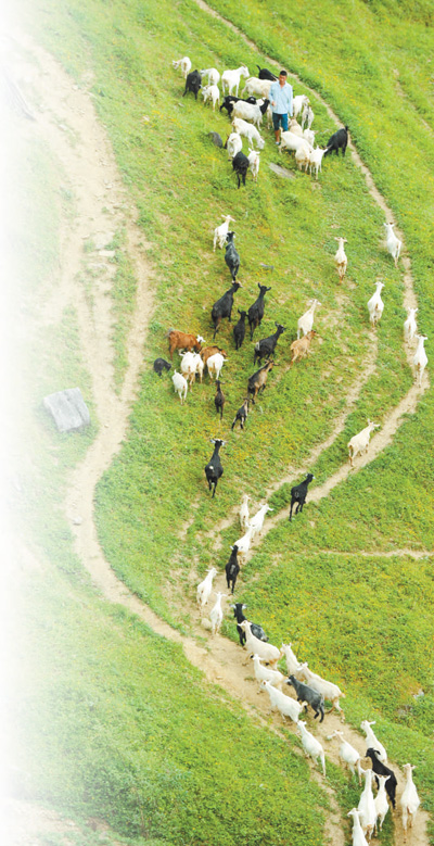 楊勝強：“獨臂羊倌”的自強創(chuàng)業(yè)