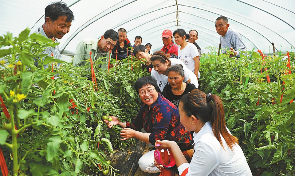 安徽臨泉：“田間課堂”傳技能
