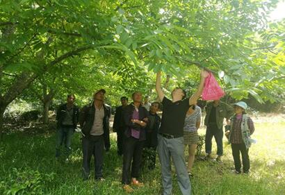 云南南澗：核桃管護(hù)培訓(xùn)手把手 助力脫貧攻堅(jiān)心連心