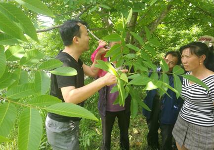 云南南澗：核桃管護(hù)培訓(xùn)手把手 助力脫貧攻堅(jiān)心連心