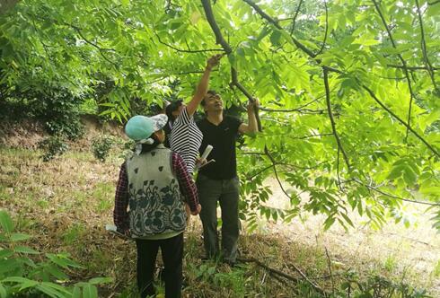 云南南澗：核桃管護(hù)培訓(xùn)手把手 助力脫貧攻堅(jiān)心連心