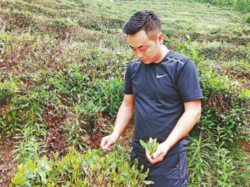 村里有了個(gè)“新茶農(nóng)”