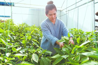 福建漳州:越來(lái)越多80、90后“城歸”返鄉(xiāng)創(chuàng)業(yè) 福建漳州:越來(lái)越多80、90后“城歸”返鄉(xiāng)創(chuàng)業(yè)