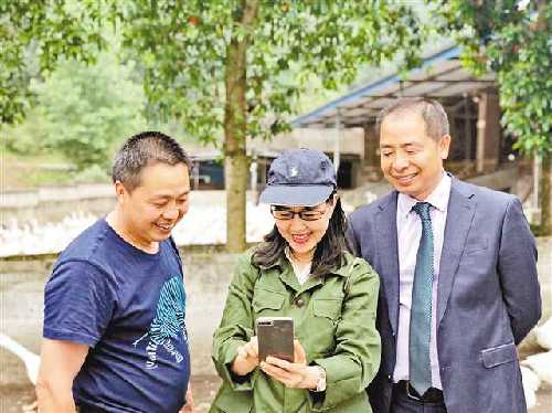 重慶墊江:“鵝司令”的創(chuàng)業(yè)路 重慶墊江:“鵝司令”的創(chuàng)業(yè)路