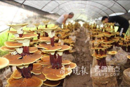 90后學(xué)生在青島創(chuàng)業(yè)種靈芝 打造靈芝盆景基地
