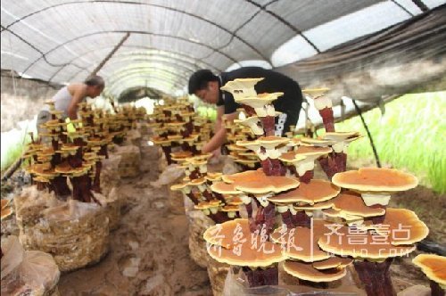 90后學(xué)生在青島創(chuàng)業(yè)種靈芝 打造靈芝盆景基地