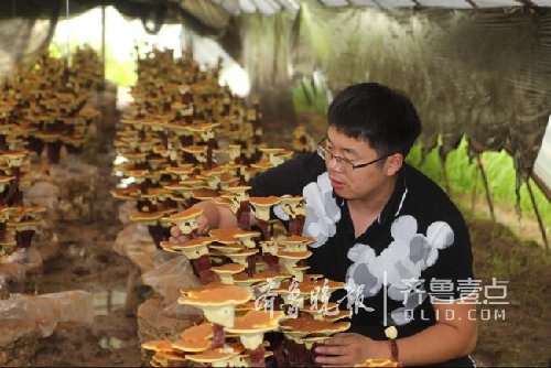 90后學(xué)生在青島創(chuàng)業(yè)種靈芝 打造靈芝盆景基地