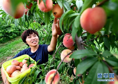 河北唐山：返鄉(xiāng)創(chuàng)業(yè)大學(xué)生果園里放飛夢想