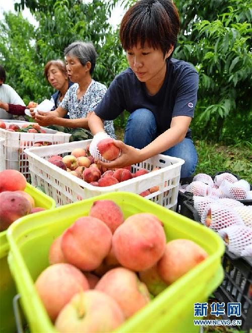 河北唐山：返鄉(xiāng)創(chuàng)業(yè)大學(xué)生果園里放飛夢想