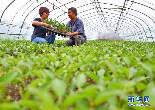 河北唐山：返鄉(xiāng)創(chuàng)業(yè)大學(xué)生果園里放飛夢想