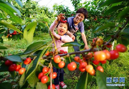 河北唐山：返鄉(xiāng)創(chuàng)業(yè)大學(xué)生果園里放飛夢想