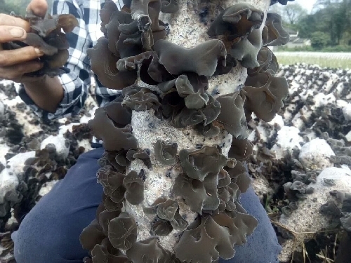 張方：黑木耳里“種”出脫貧路