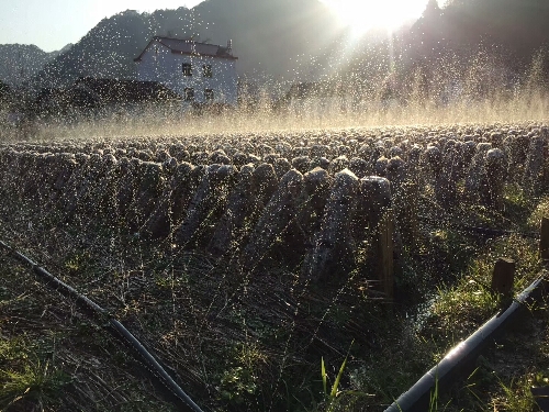 張方：黑木耳里“種”出脫貧路