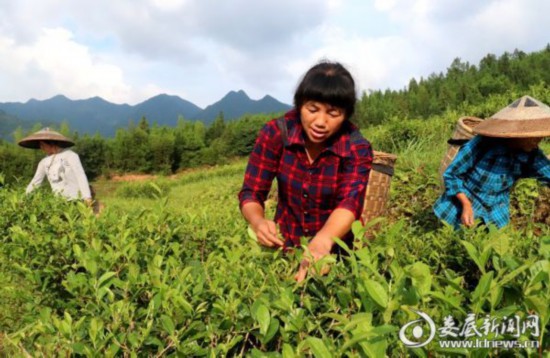 湖南：新化深山里的茶園 259戶貧困戶創(chuàng)業(yè)脫貧的“主戰(zhàn)場”