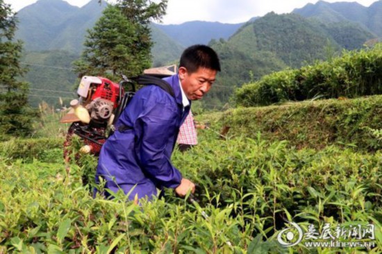 湖南：新化深山里的茶園 259戶貧困戶創(chuàng)業(yè)脫貧的“主戰(zhàn)場”