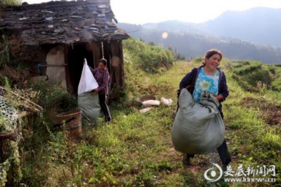 湖南：新化深山里的茶園 259戶貧困戶創(chuàng)業(yè)脫貧的“主戰(zhàn)場”