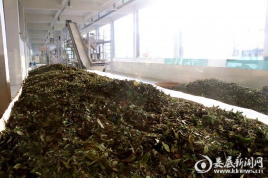 湖南：新化深山里的茶園 259戶貧困戶創(chuàng)業(yè)脫貧的“主戰(zhàn)場”