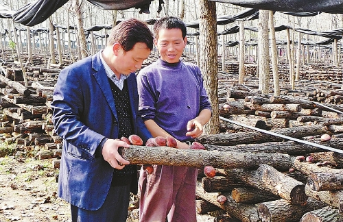 查看食用菌長勢