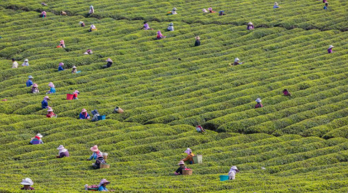 2.安順市西秀區(qū)就業(yè)扶貧基地雙堡鎮(zhèn)茶園幫助建檔立卡貧困勞動力就地就近就業(yè)